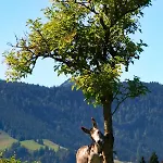 Schoene Im Allgaeu Bei Kempten Urlaub Bergblick 70qm Lägenhet *