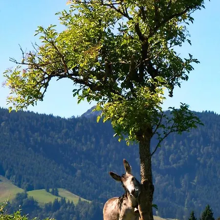 Schoene Im Allgaeu Bei Kempten Urlaub Bergblick 70qm Apartment *